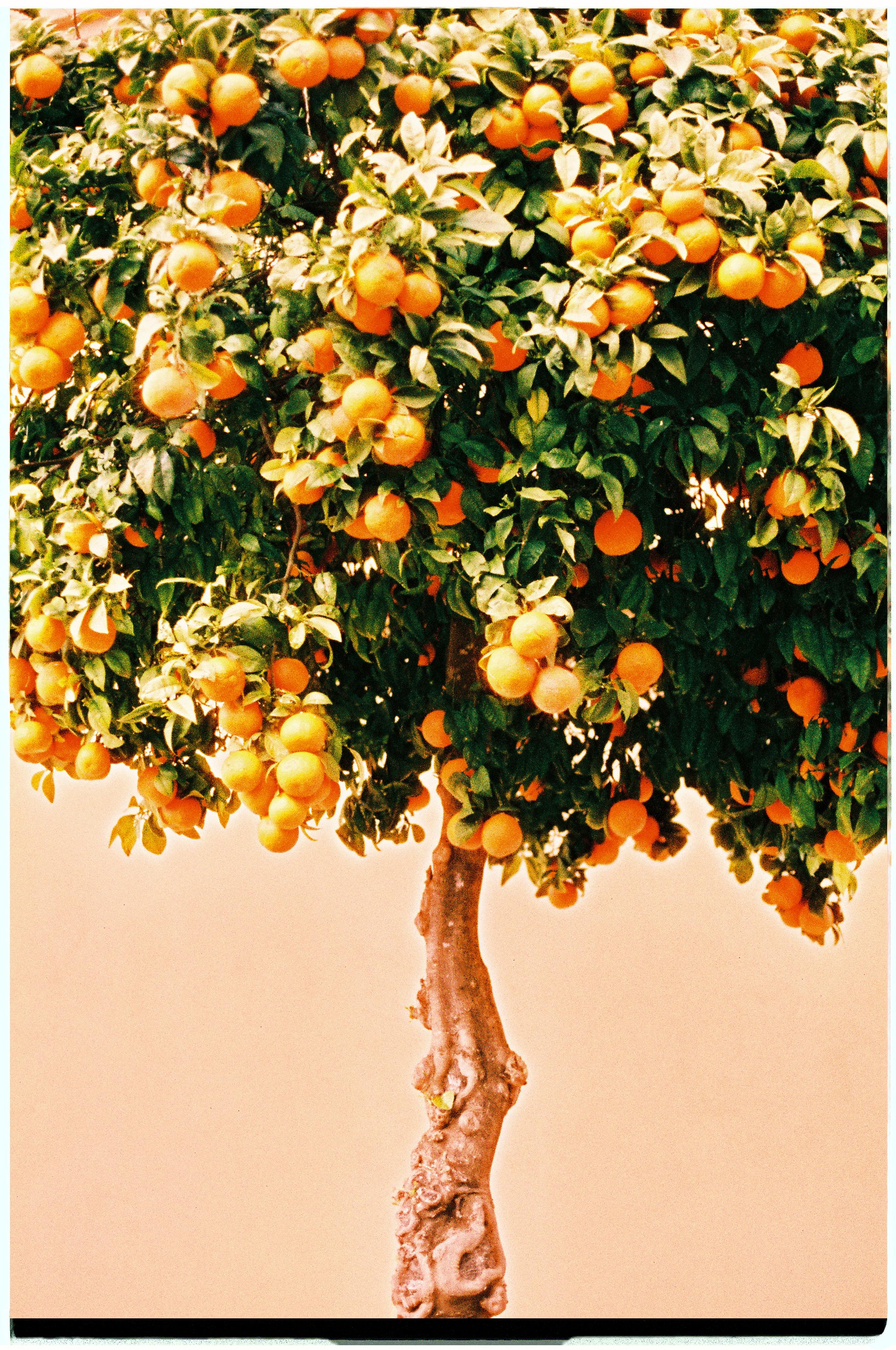 Analogfotografie — 04